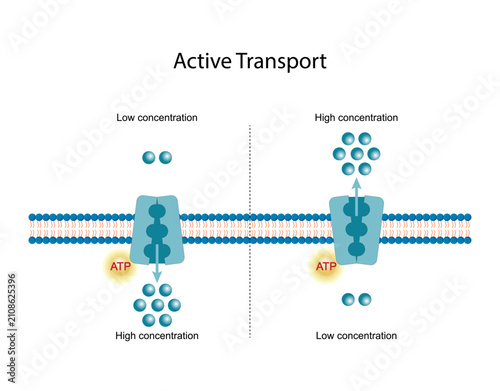 Active transport across the cell membrane. Substance movement against concentration gradient requires energy, ATP. Membrane transporters.