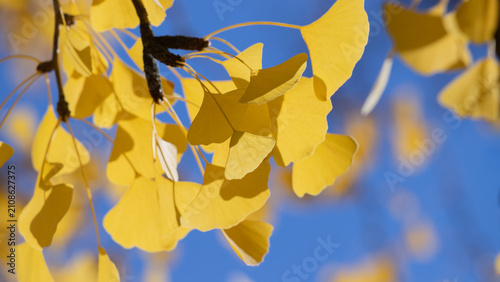 Yellow Ginkgo Leaf Tree Branch Against Bright Blue Sky in Autumn Light