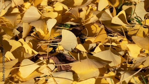 Golden Autumn Ginkgo Leaf Carpet On The Ground In Bright Sunlight