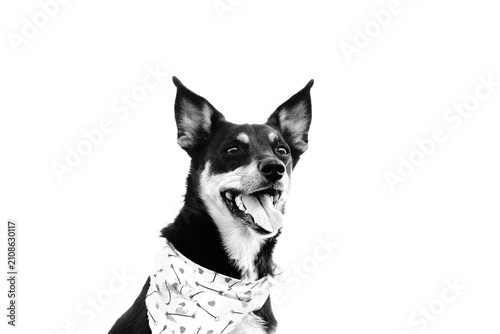 Happy black and white rescue dog wearing a patterned bandana against a white background