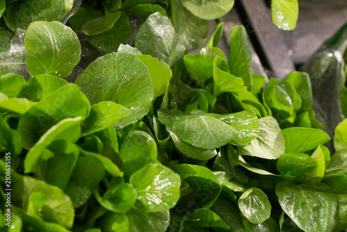 Foto Fresh leafy greens at the market.