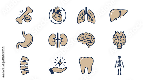 Human anatomy organs and skeleton icon set.