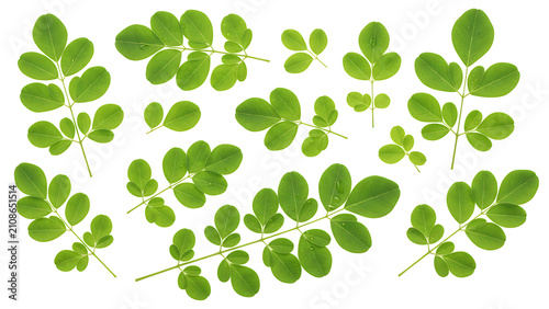 ia generated top view of fresh green moringa oleifera leaves and sprigs set, isolated on a solid white background. Herbal superfood mockup for botanical and health design.