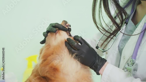 Vet doctor checks Spitz teeth in clinic.