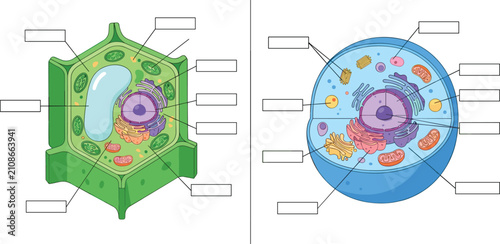 Quadro su tela Plant and animal cell anatomy structure vector diagram set with blank labels cro