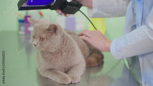 Vet uses Woods lamp to diagnose cat fur.