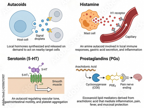 Biochemical signaling pathways diagram displays the complex interactions of autacoids, histamine, serotonin, and prostaglandins within human physiological and cellular immune response mechanisms.