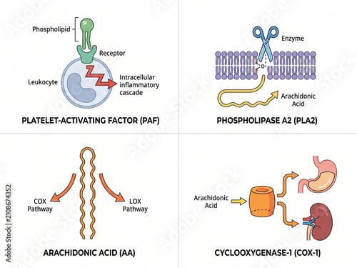 Molecular pathways diagram displays arachidonic acid metabolism, phospholipase enzyme activity, and the physiological roles of cyclooxygenase enzymes in maintaining human health.