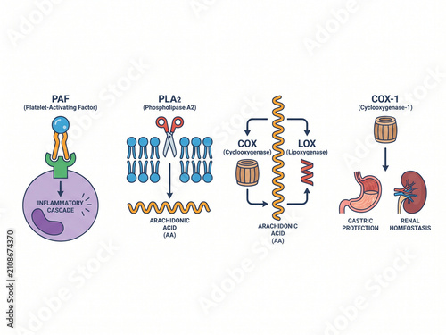 Biochemical pathways chart illustrates the inflammatory cascade, platelet activating factor, and the enzymatic conversion processes of arachidonic acid within human biological systems.