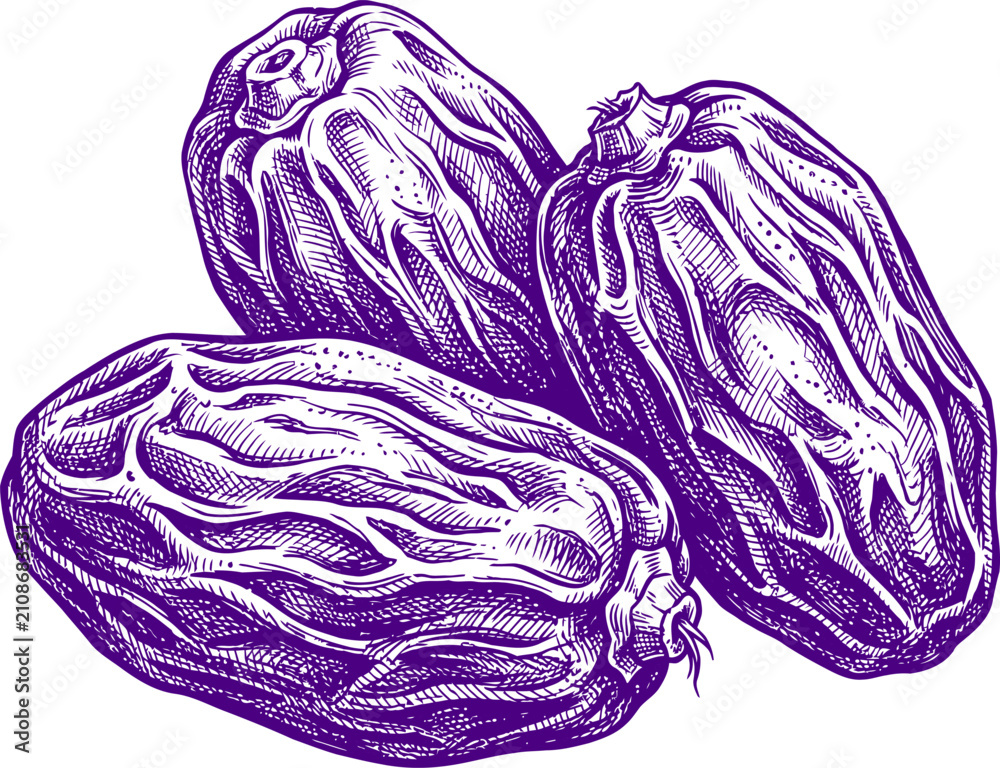 Obraz premium Hand drawn sketch of dried date fruits