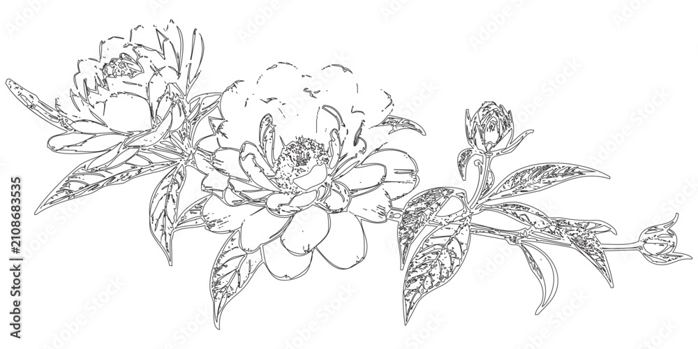 Fototapeta premium Black and White Line Drawing of Peonies - An intricately detailed