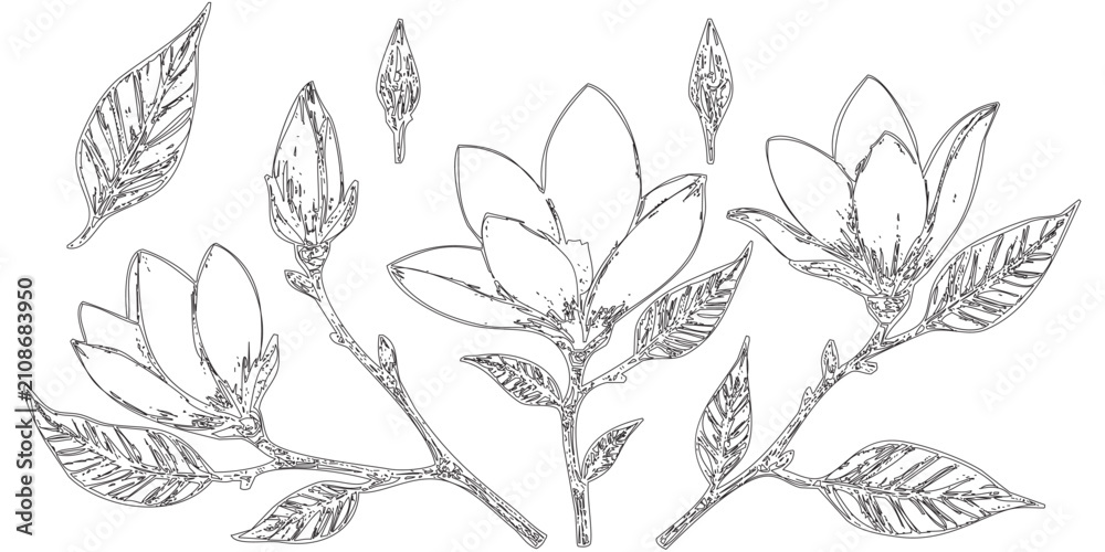 Fototapeta premium Hand-Drawn Magnolia Branches and Blossoms - This image feature