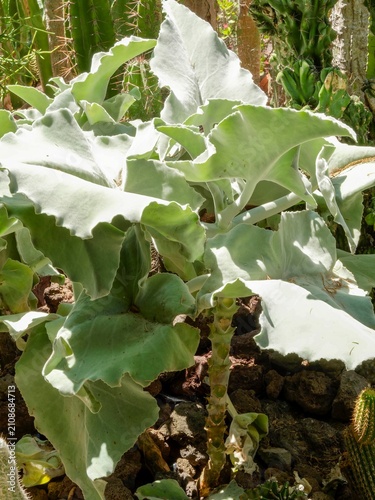 Foto Elephant's ear kalanchoe (Kalanchoe beharensis), ornamental exotic plant with la
