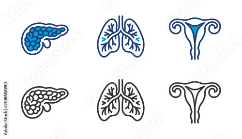 Foto Human organ system icons pancreas lungs and uterus color and outline versions