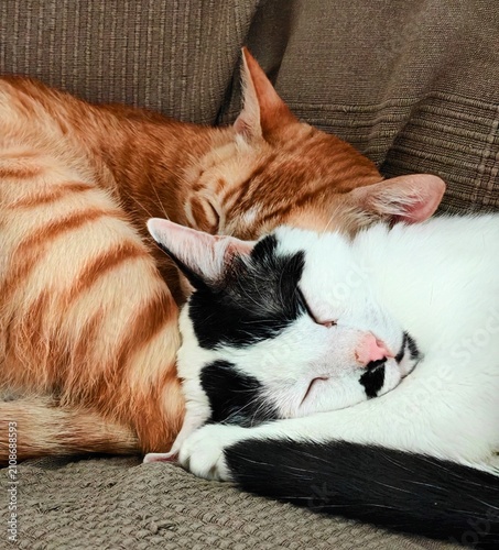 Fotografie Two sleeping cats hugging together on a sofa, ginger and black and white cat