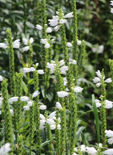 Fotografi White obedient plant (Physostegia virginiana f