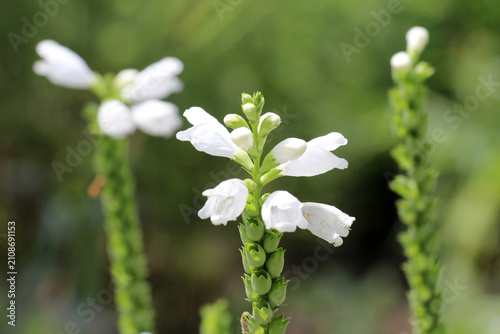 Quadro su tela White obedient plant (Physostegia virginiana f