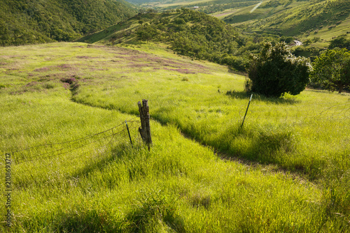 Fotografi A path through green hilly fields in Ashland/Rogue Valley, Oregon