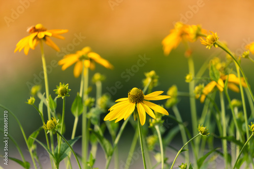 Konstfotografi Yellow rudbeckia flowers against a green background, floral wallpaper