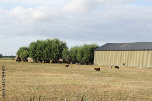 Bild auf Leinwand a meadow with a flock of sheep and a farm shed and a row of green pollard trees