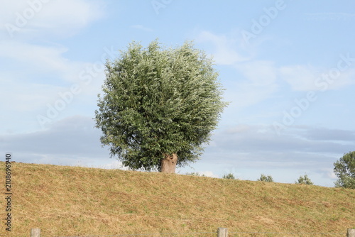 Bild auf Leinwand a beautiful pollard willow tree with green leaves closeup at a dike in the dutch