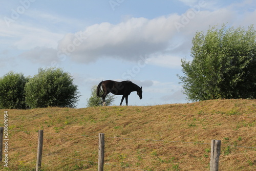 Quadro su tela a black horse is standing and grazing at a dike with beautiful pollarded willows