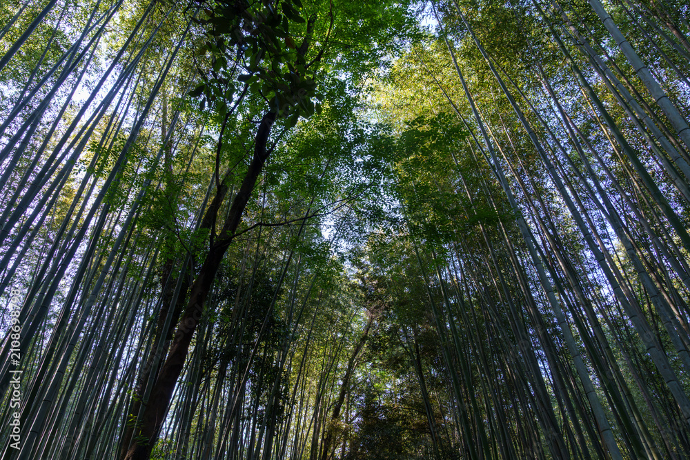 Fototapeta premium Arashiyama, Kyoto Japan bamboo forest, looking up