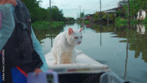 cute cats riding on small boat at Lat Krabang river canal in Thailand, Curious pet feline cruising water channel in Bangkok floating market 4k