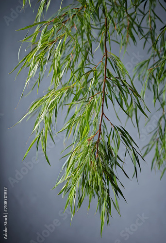 Green weeping willow tree b...