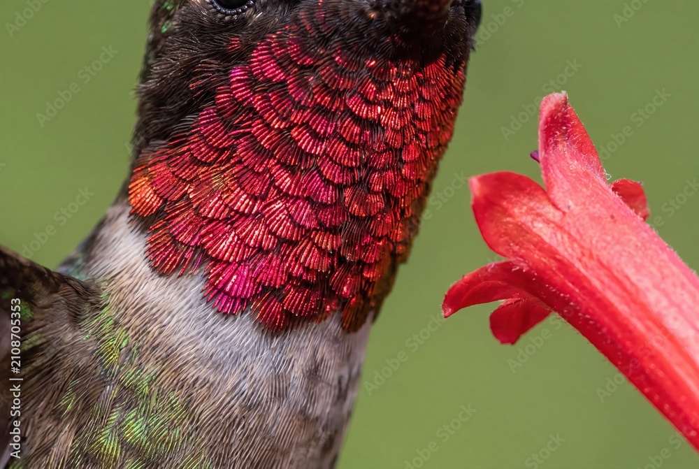 Fototapeta premium Close-up of a ruby-throated hummingbird with iridescent red gorget feeding on a bright red flower.