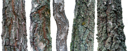 Five different types of birch tree trunks on an isolated background.