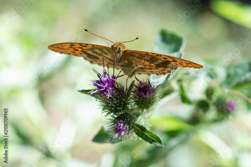 butterfly on flower ahead ready for start