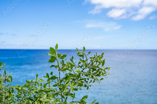 Tableau sur toile Pluchea indica is a species of flowering plant in the aster family, Asteraceae
