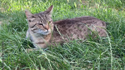 Cute domestic tabby cat resting in lush green grass
