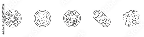 Cell biology structure icon set, mitochondria, organelle, nucleus, amoeba cell, microbiology linear outline concept, vector illustration.