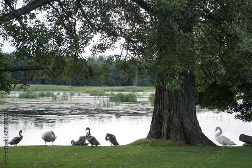 Photography This bird, a mute swan (Cygnus olor), is distinguished by its large size and white plumage