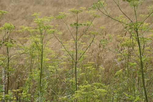 Fotografie Pictured is wild parsnip (Pastinaca sativa)