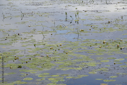 Canvas-taulu The image shows a calm water surface covered with numerous water lilies and