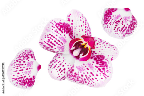 pink phalaenopsis orchid flower isolated on white background