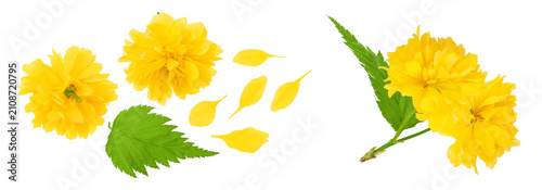 Fotografi Yellow flower of kerria japonica isolated on white background