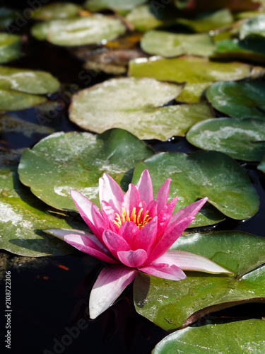 A solitary pink Water Lily (Nymphaeaceae)