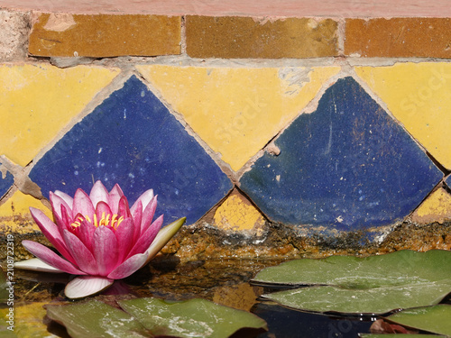 A solitary pink Water Lilies (Nymphaeaceae