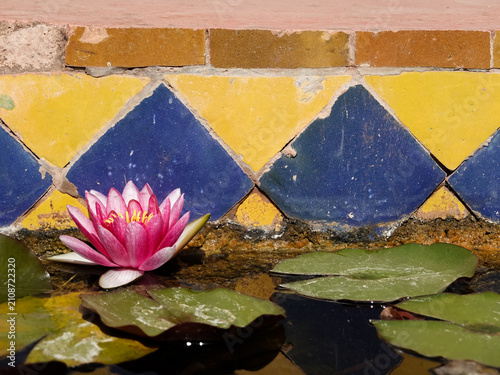 A solitary pink Water Lilies (Nymphaeaceae