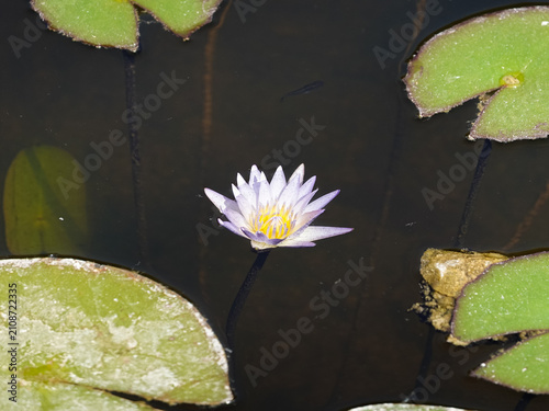 A surfacing solitary White Water Lotus (Nelumbonaceae)