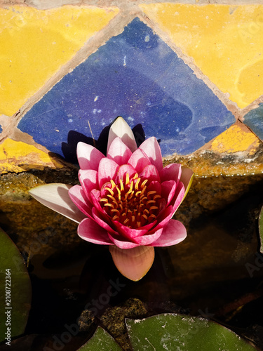 A solitary pink Water Lilies (Nymphaeaceae