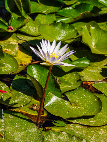 A solitary White Water Lotus (Nelumbonaceae)
