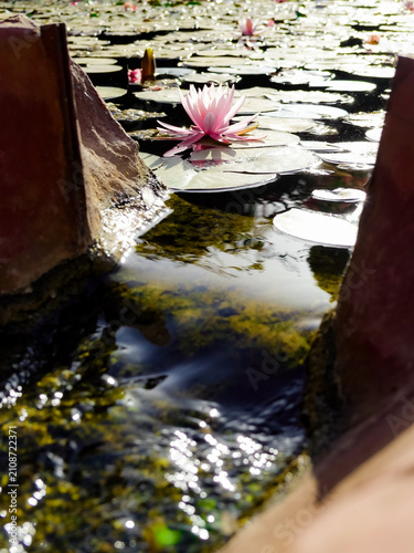 A view from the water spill of pond and Water Lilies (Nymphaeaceae)