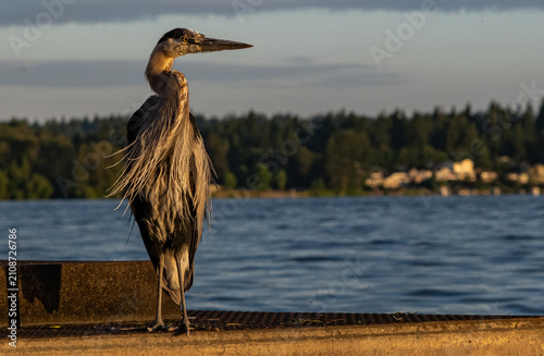 Quadro su tela heron on the shore