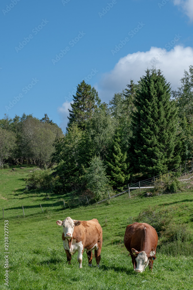 Naklejka premium Two cows grazing in a green summer pasture under a blue sky