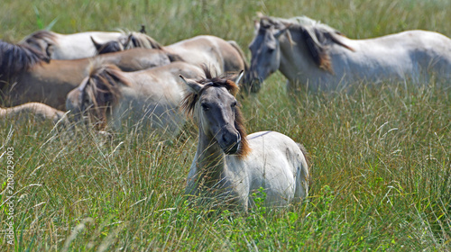 Herd of wild Konik horses - ponies in long grass.